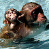 Swim monkey - Truth be found here !