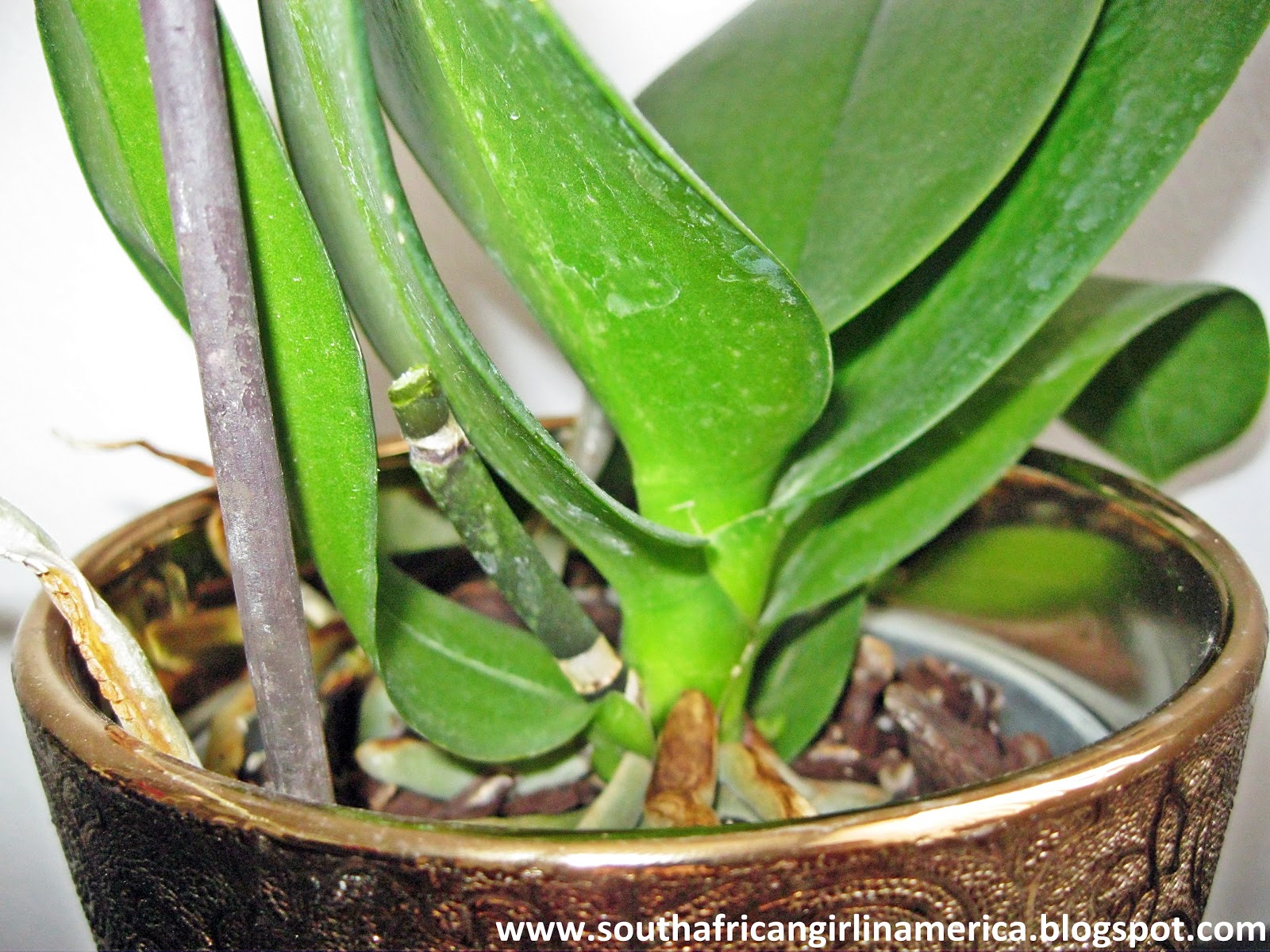 South African Girl In America What To Do When Your Orchid Loses Its