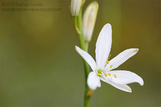 photo-lys-fleur-très-rare-macro-fleur-nature-phalangère-fleurs-de-lis-blog-photo-nature-fleur-printemps