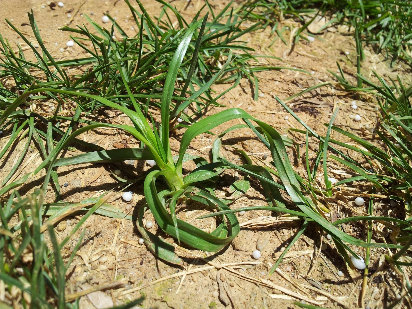 Lawn and Landscape Tips from the Turf Doctor It’s a Weed, It’s a Grass