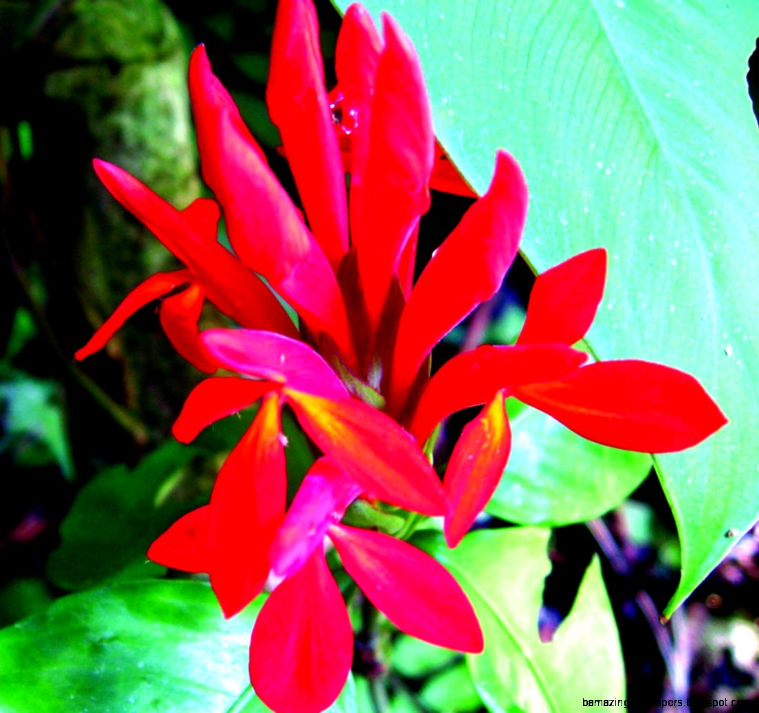 Amazon Pink River  Legendary creature of the rainforest Amazon Pink River  Legendary creature of the rainforest