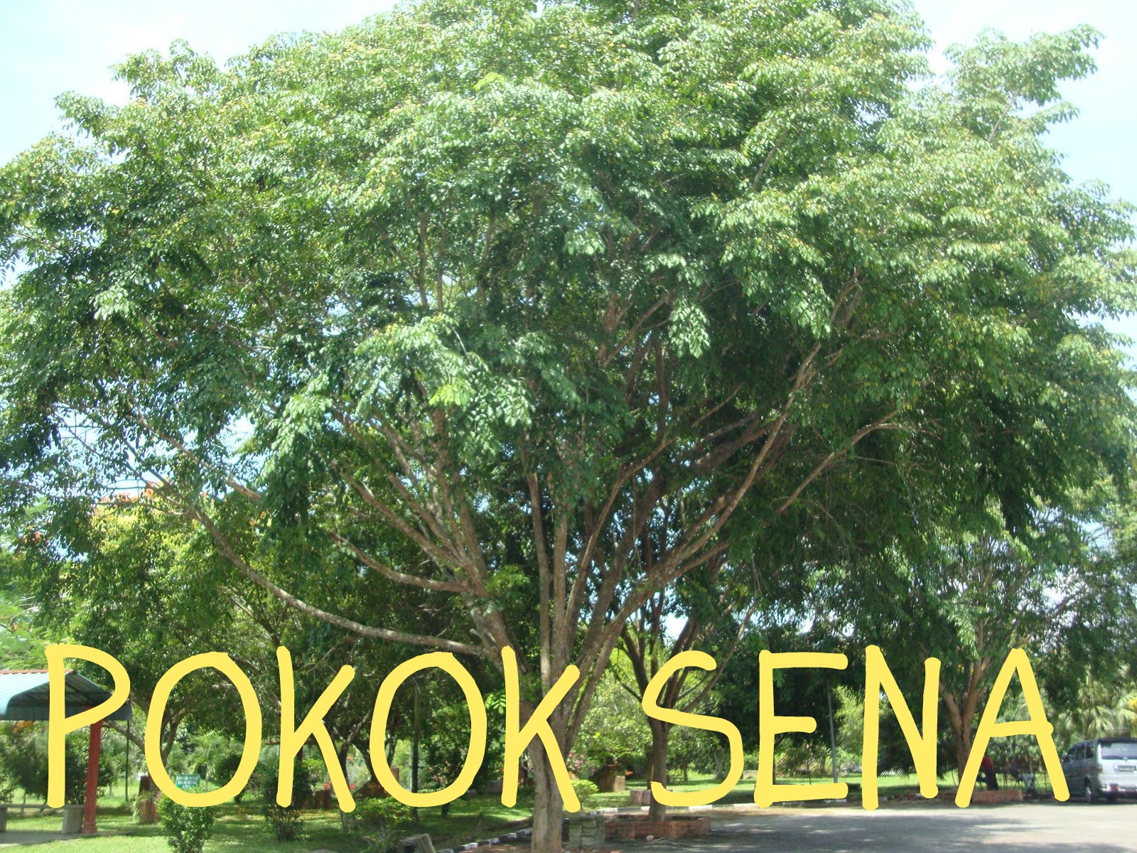 POKOK SENA