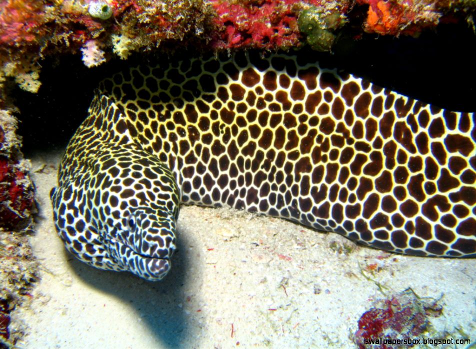 Moray Eel Wallpapers Wallpapers Box