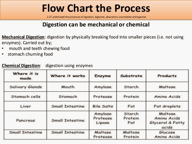 human disease pathophsiology digestive system organic macromolecules chart