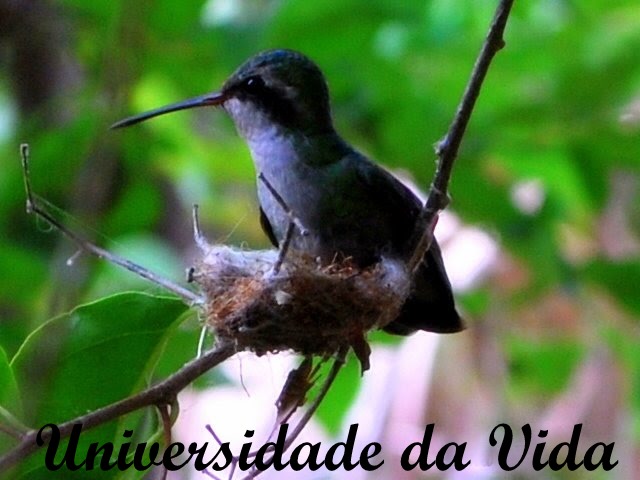 Universidade da vida