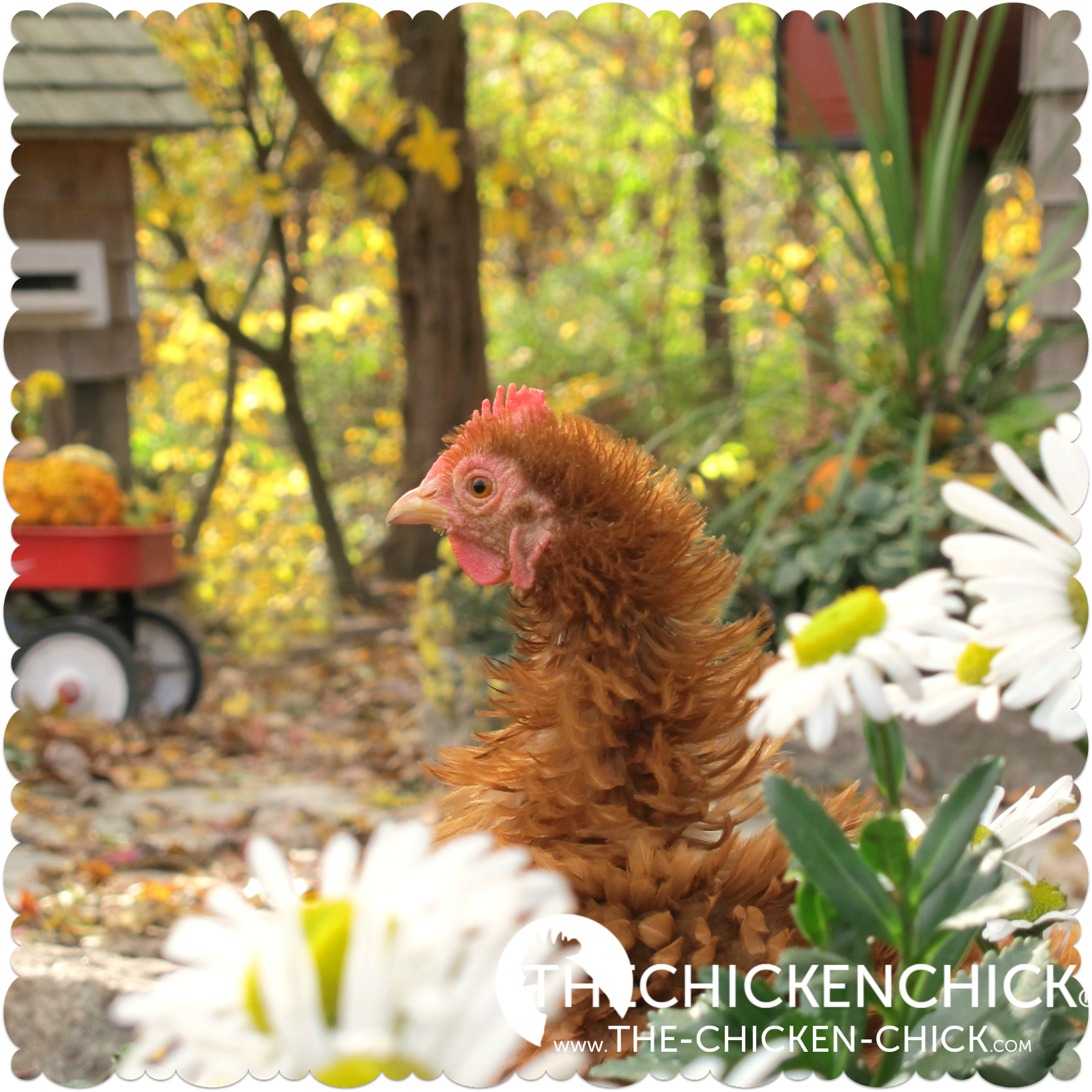 Control & Treatment of Worms in Chickens The Chicken Chick®