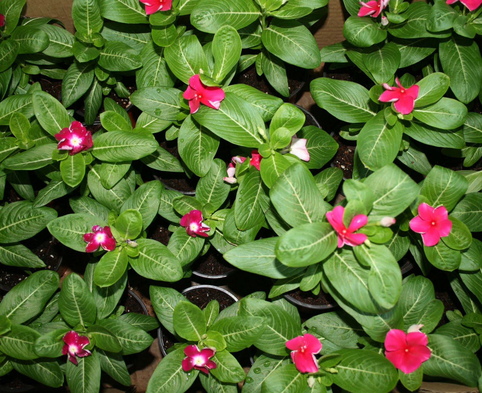 FUJAIRAH IN FOCUS Gardening Popular in Fujairah