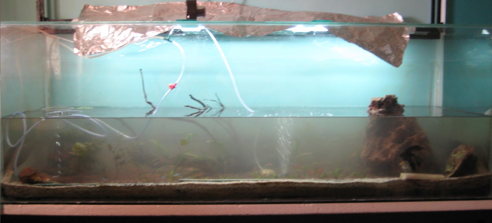 My Fresh Water Aquarium Natural Planted Tank (Walstad Method