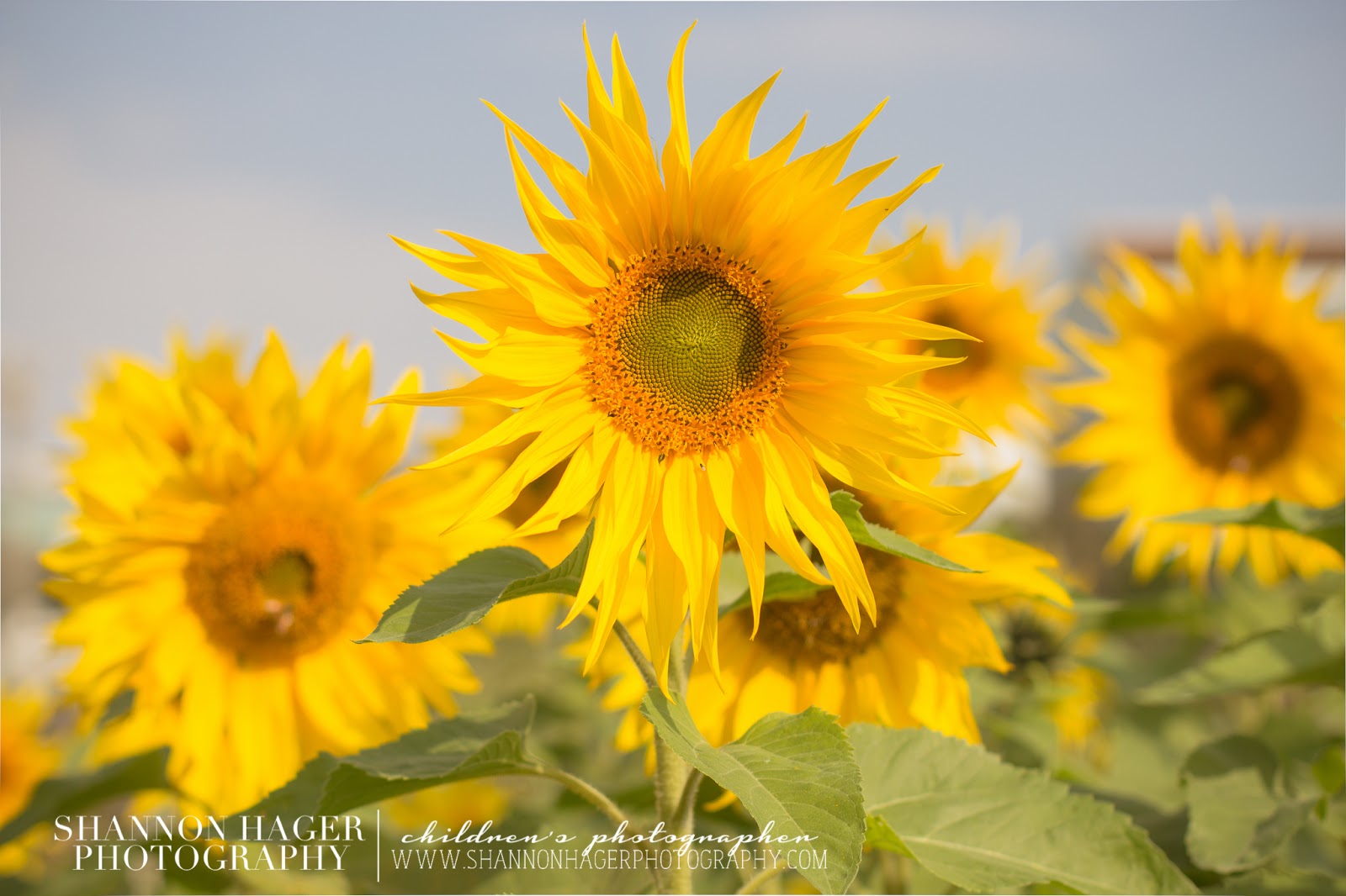Sunflowers in Okinawa by Shannon Hager Photography, Portland Photographer