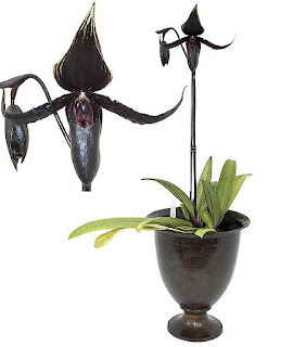 black orchid