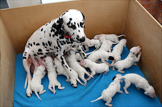 Dalmatian Newborn Puppies