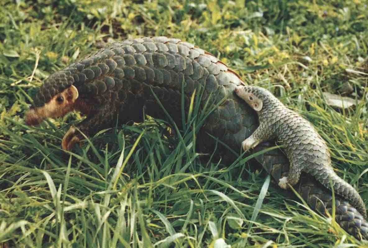 Sciency Thoughts: Chinese Pangolin classified as Critically Endangered.