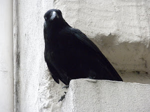 Crow In Paris
