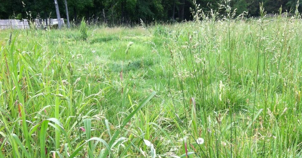 Homestead Catholic Grass, Hay, and Biodiversity