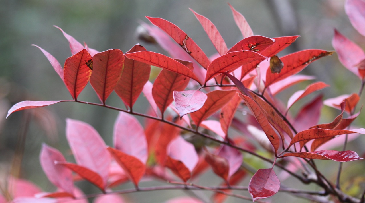 Kalamazoo Seasons Pretty Poison Too