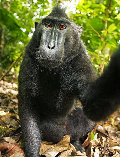 photo by macaque monkey selfie