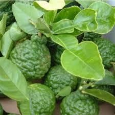 Tanaman Jeruk: Manfaat Daun Jeruk Purut