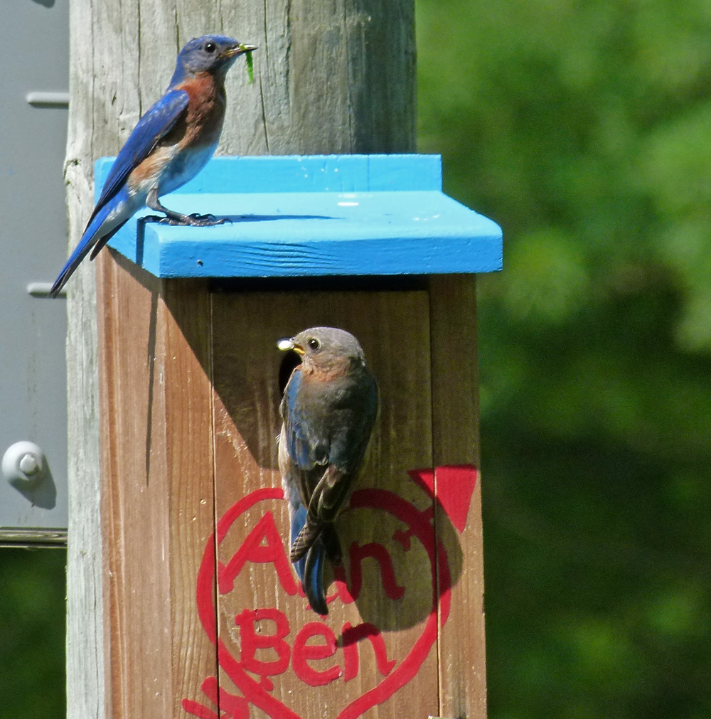 KY Natural Inquirer: I Wish You Bluebirds in the Spring
