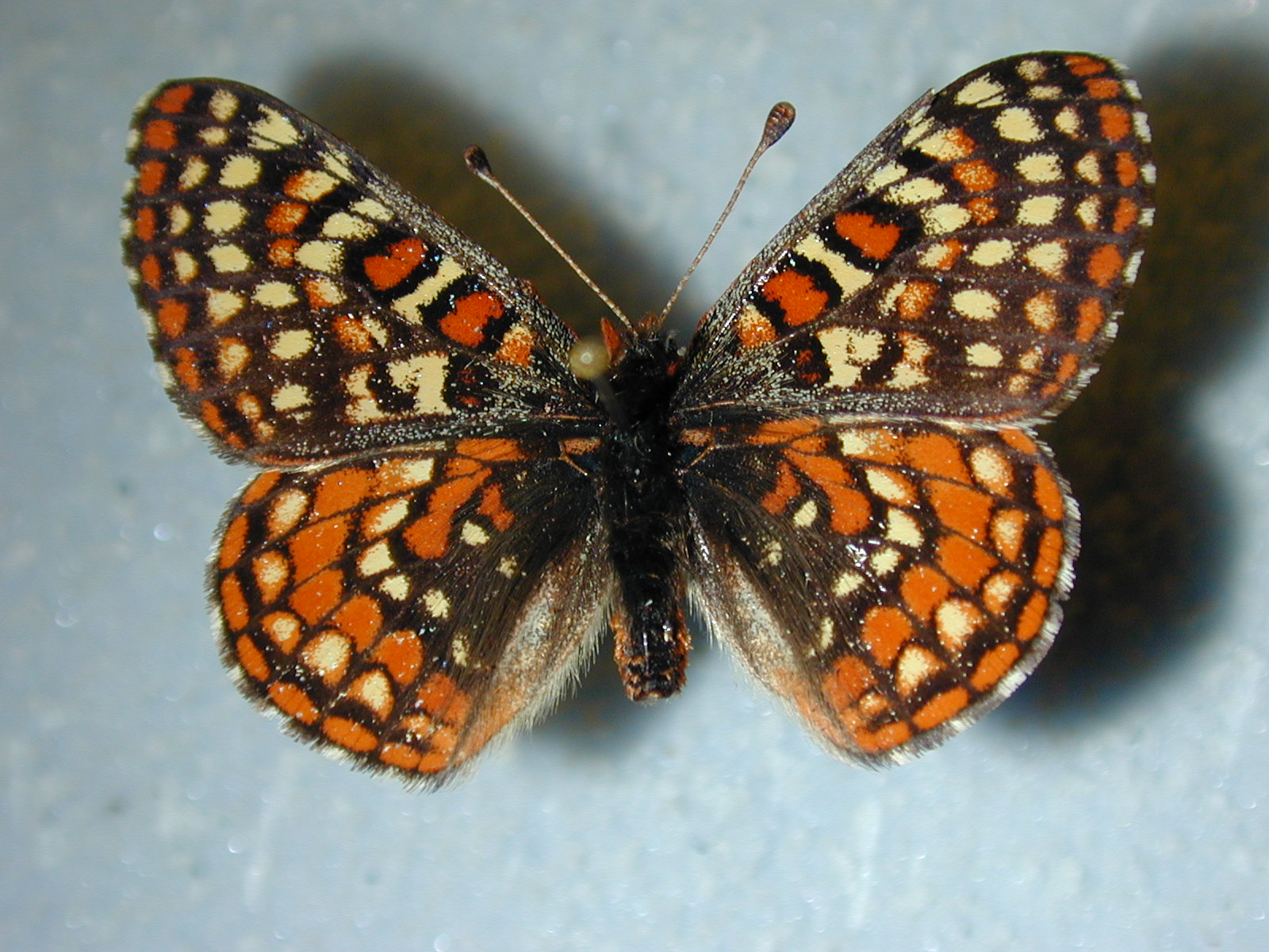SurfWriter Girls: California’s Sea Otters Need Your Help