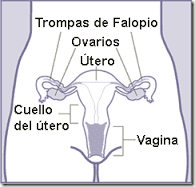 Imagen Aparato Reproductor Femenino.-