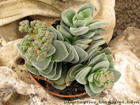 Crassula coralita
