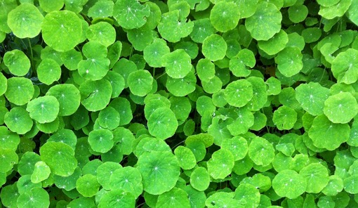Spring Background Spring Background