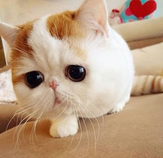 Cute Adorable Kitten