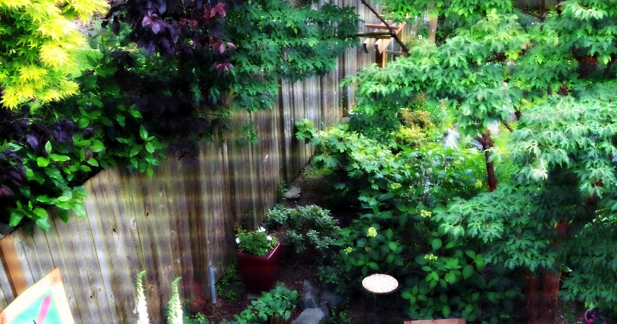 Diane Again: My Backyard Garden