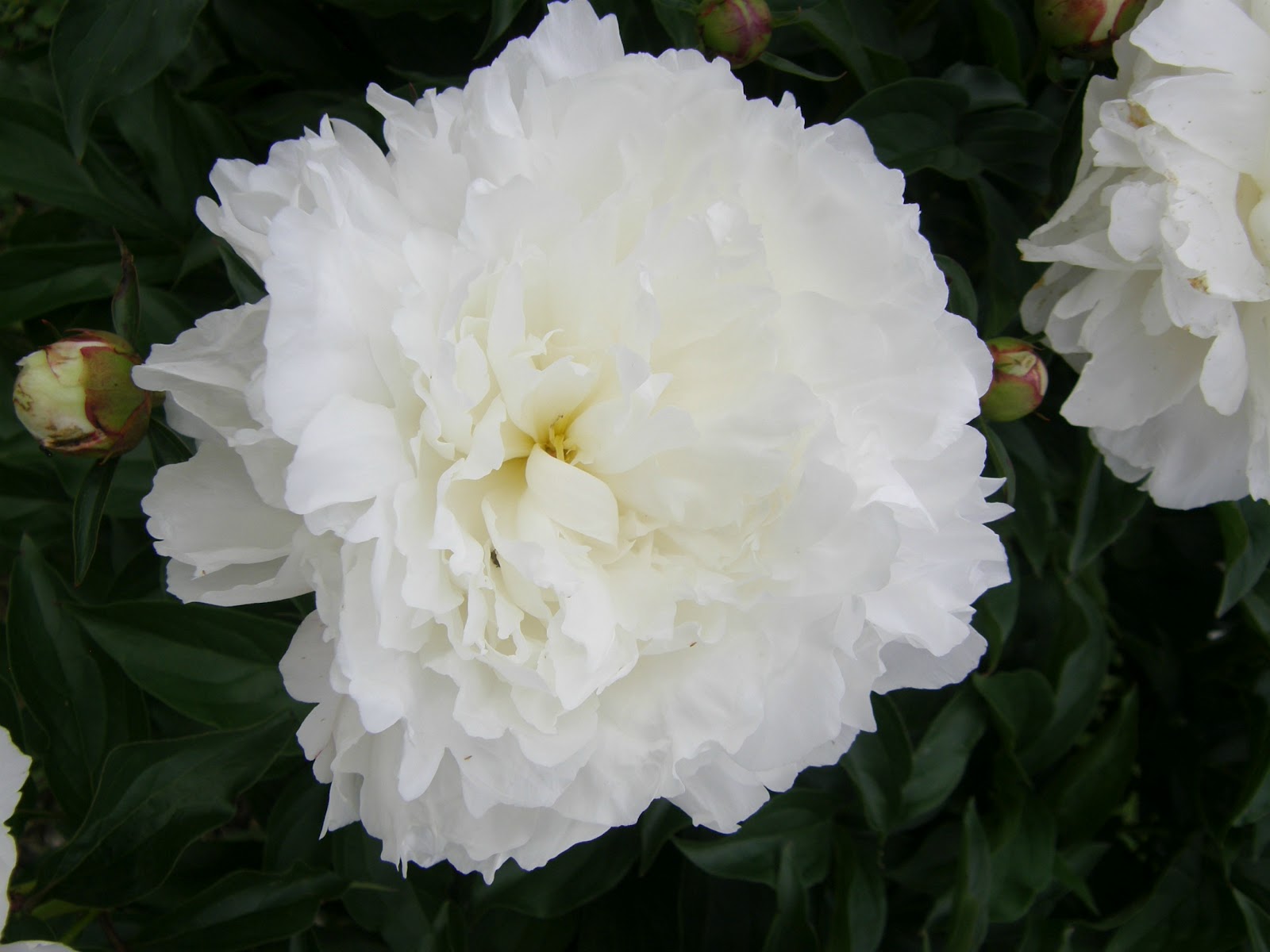 Weigela Sonic Bloom Pink Buy Weigela Shrubs Online