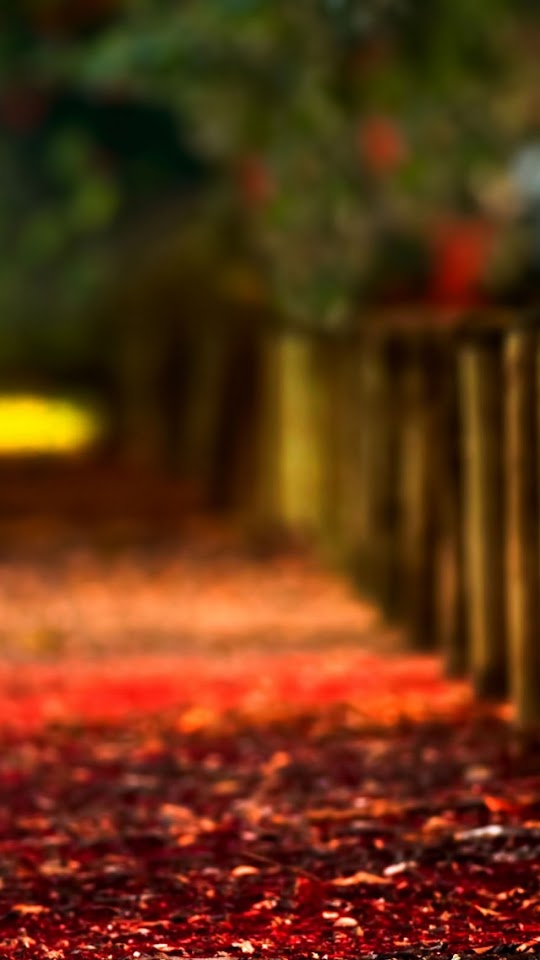 Autumn Fence Red Maple Leafs Ground Carpet  Android Best Wallpaper
