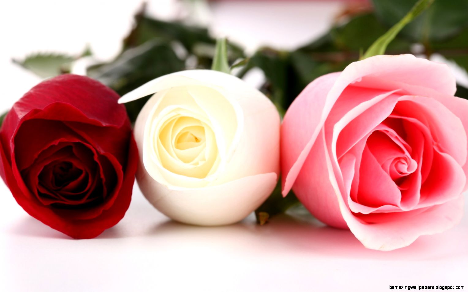 Pink And White Roses Wallpaper Amazing Wallpapers Pink And White Roses Wallpaper Amazing Wallpapers