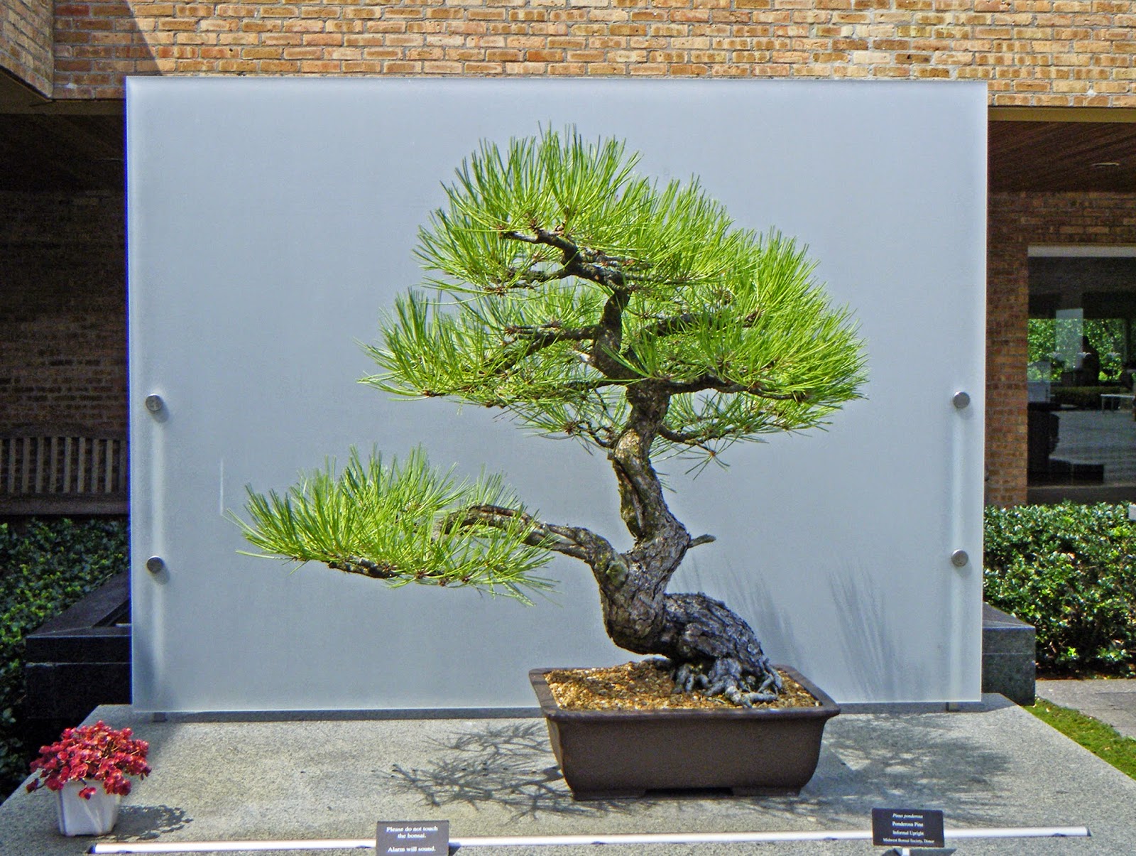 Bonsai In Hoosierland Mid America Bonsai Show 2014 Part 5 Some Bonsai In Hoosierland Mid America Bonsai Show 2014 Part 5 Some