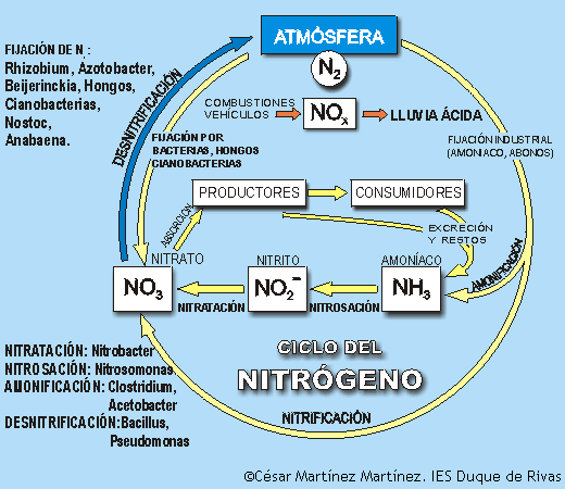 Ciclo del Nitrogeno