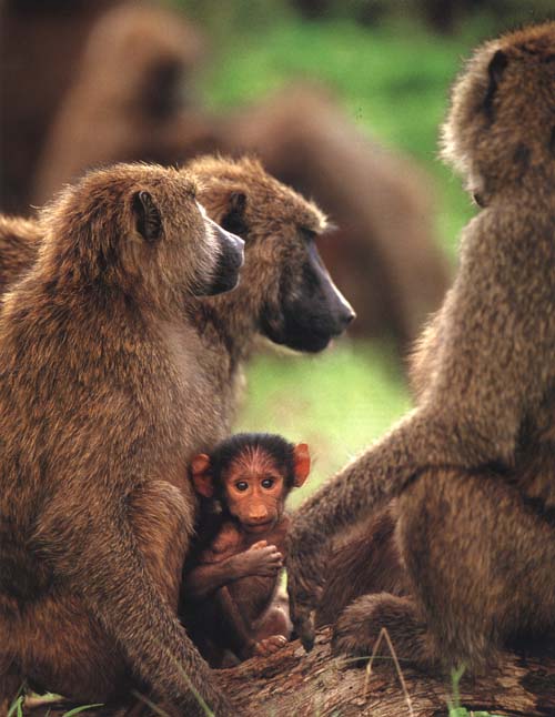 Cute+monkeys+cute+apes+olive-baboons+baboon+attacks+baboon+breeding,+baboon+facts+baboon+family+baboon+fights+baboon+habitat++baboon+safaris+baboon+species+baboon+pictures.jpg