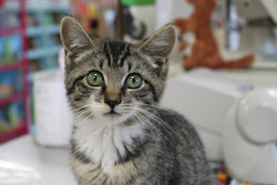 Scoochie The Store Cat