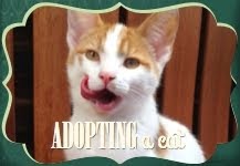 Adopting a cat