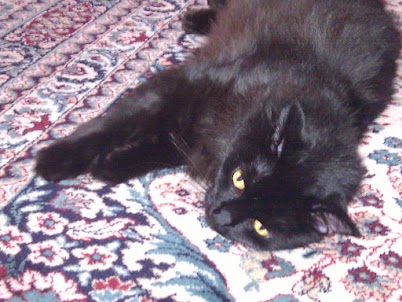 Linus Cat