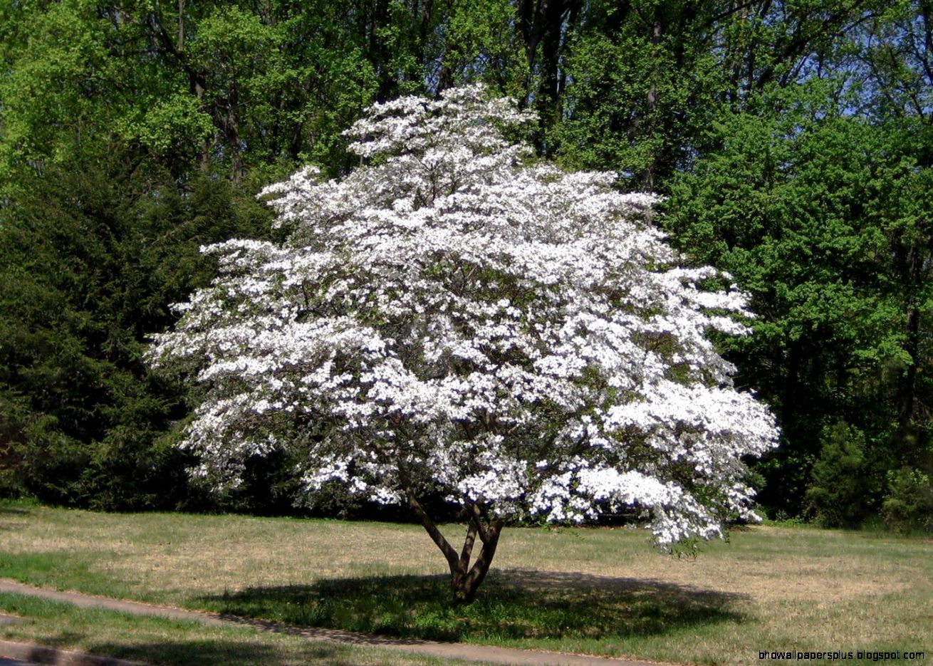 Norfolk Lane Norfolk Lane