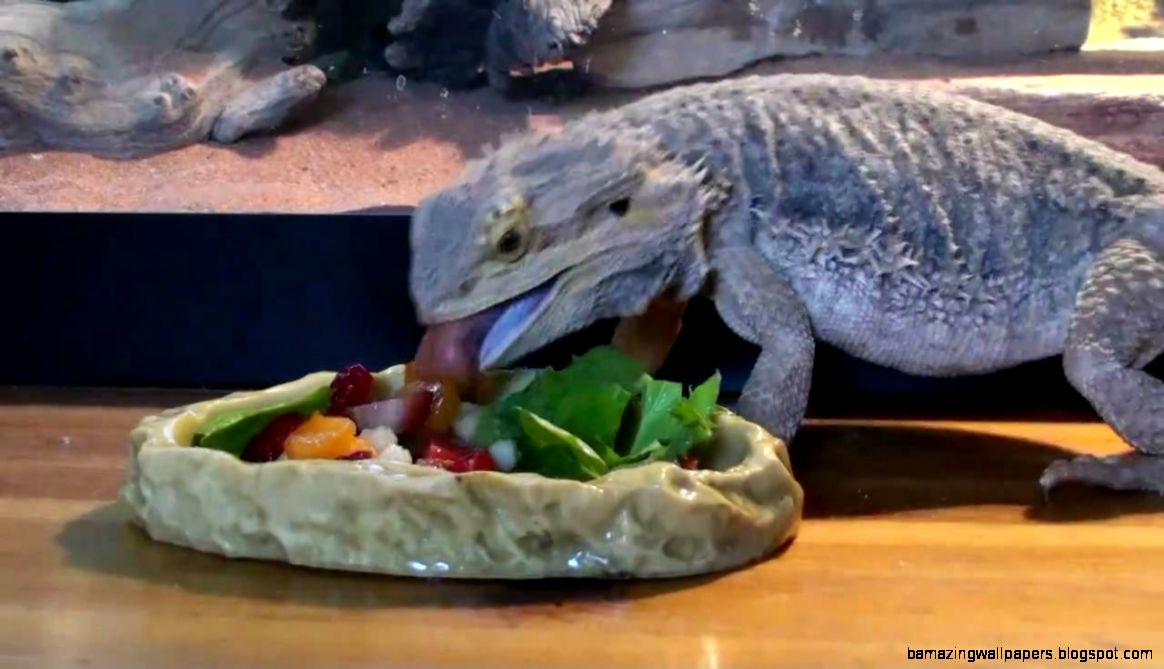 Bearded dragon eating salad fast forwarded YouTube Bearded dragon eating salad fast forwarded YouTube