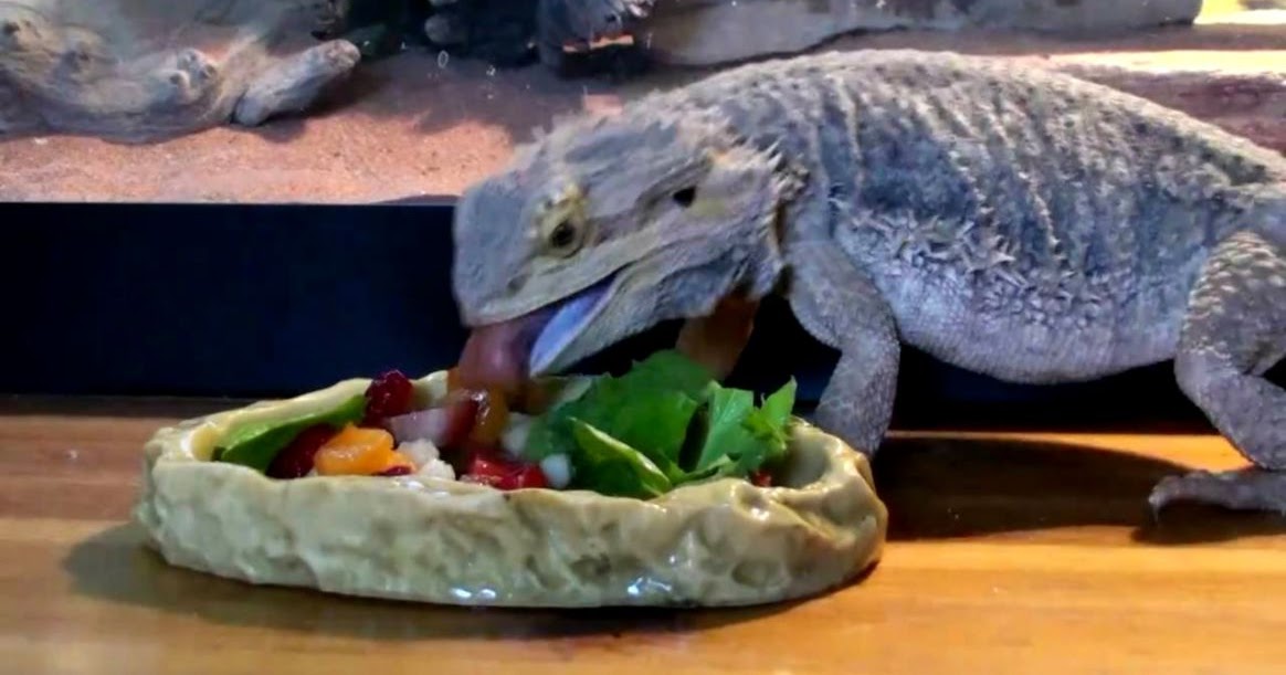 bearded-dragon-salad-mix-10