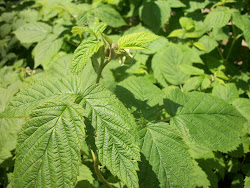 Raspberries - We eat good organicly grown foods from our Homestead