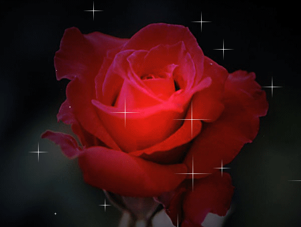 red-rose-gifs.gif