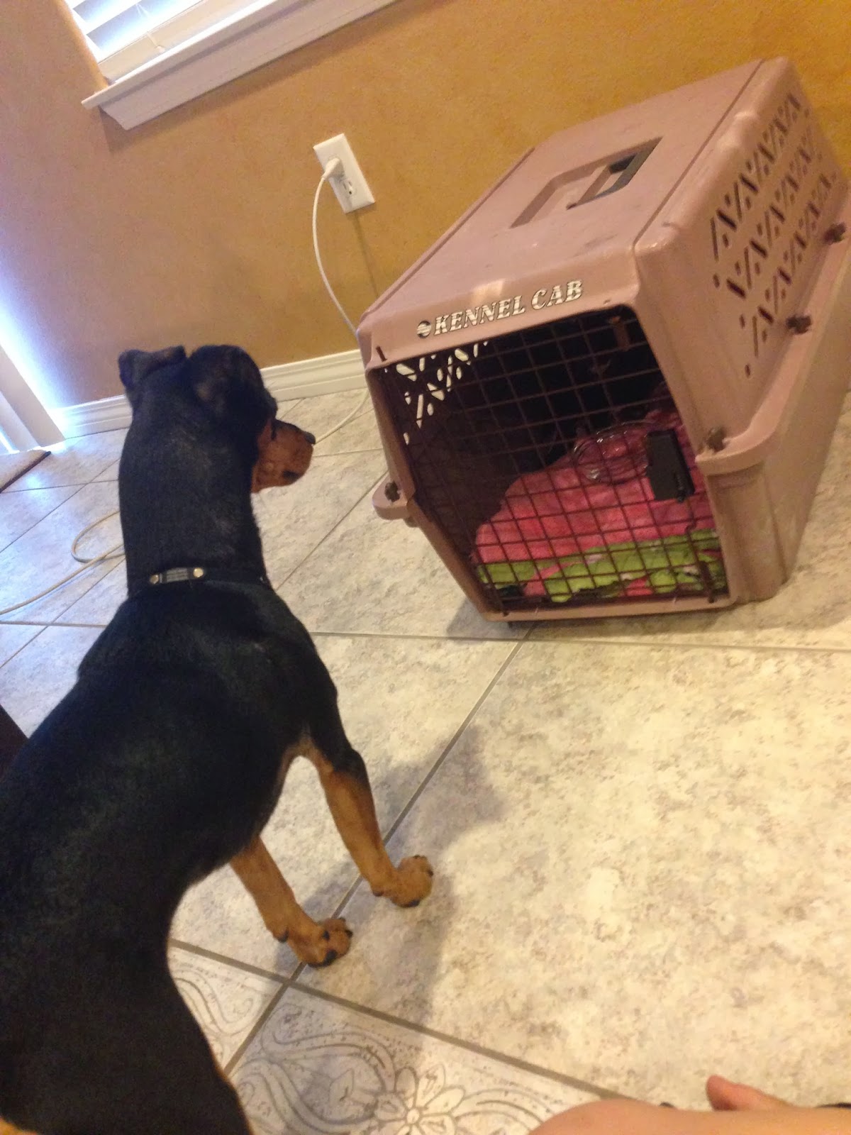 puppy sickness parvo doxador puppy is sick with parvo anze the doxiepin puppy sickness parvo doxador puppy is sick with parvo anze the doxiepin