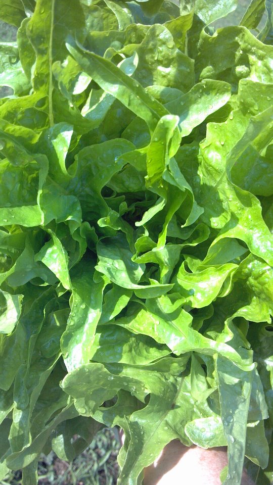 Anatomy of the ForeverProducing Lettuce Plant