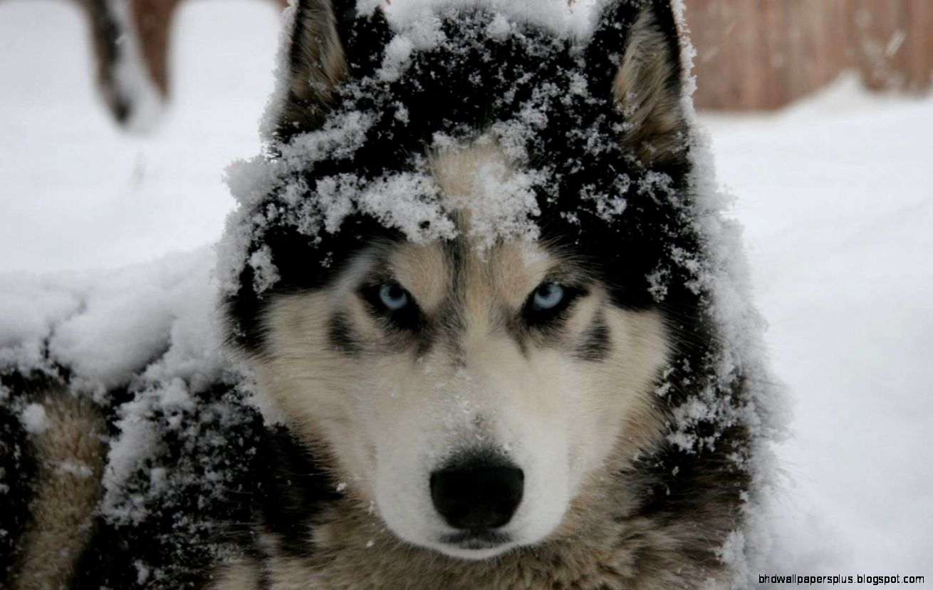 Siberian Husky with Blue Eyes HD Siberian Husky with Blue Eyes HD