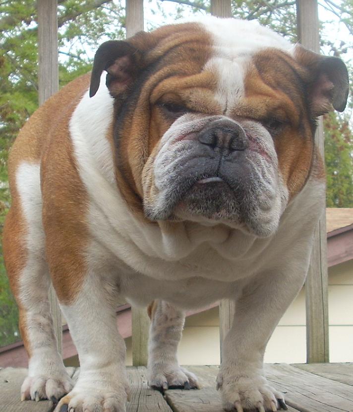 Brandts English Bulldogs English Bulldog Stud Service Belvidere, Illinois