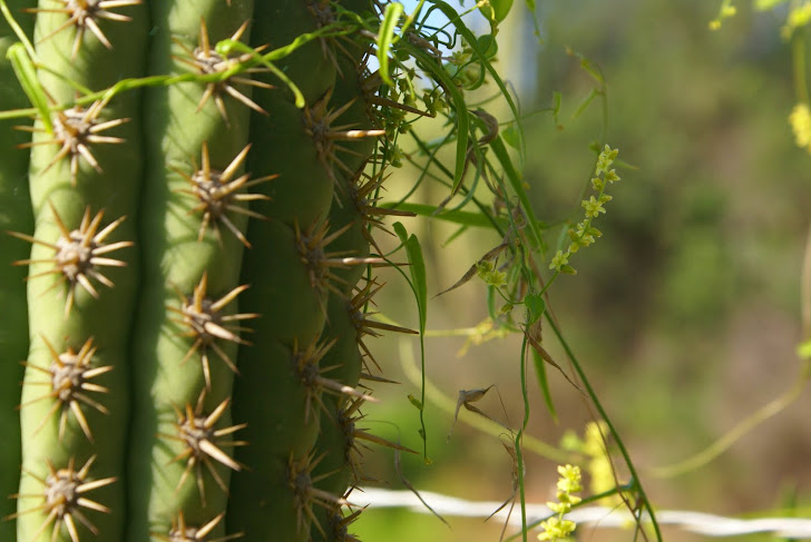 Cactus.