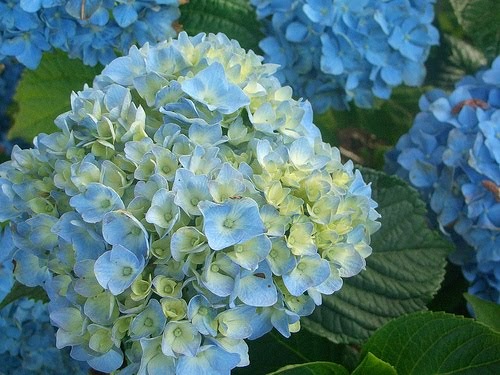 blue hydrangea paint by number blue hydrangea paint by number