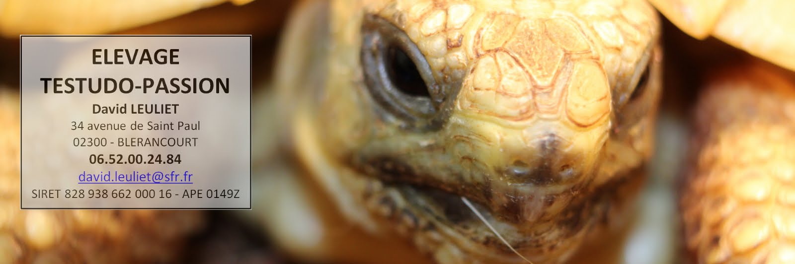 Elevage amateur de tortues terrestres en Picardie Aisne : Espèces Testudo ibera et Boettgeri