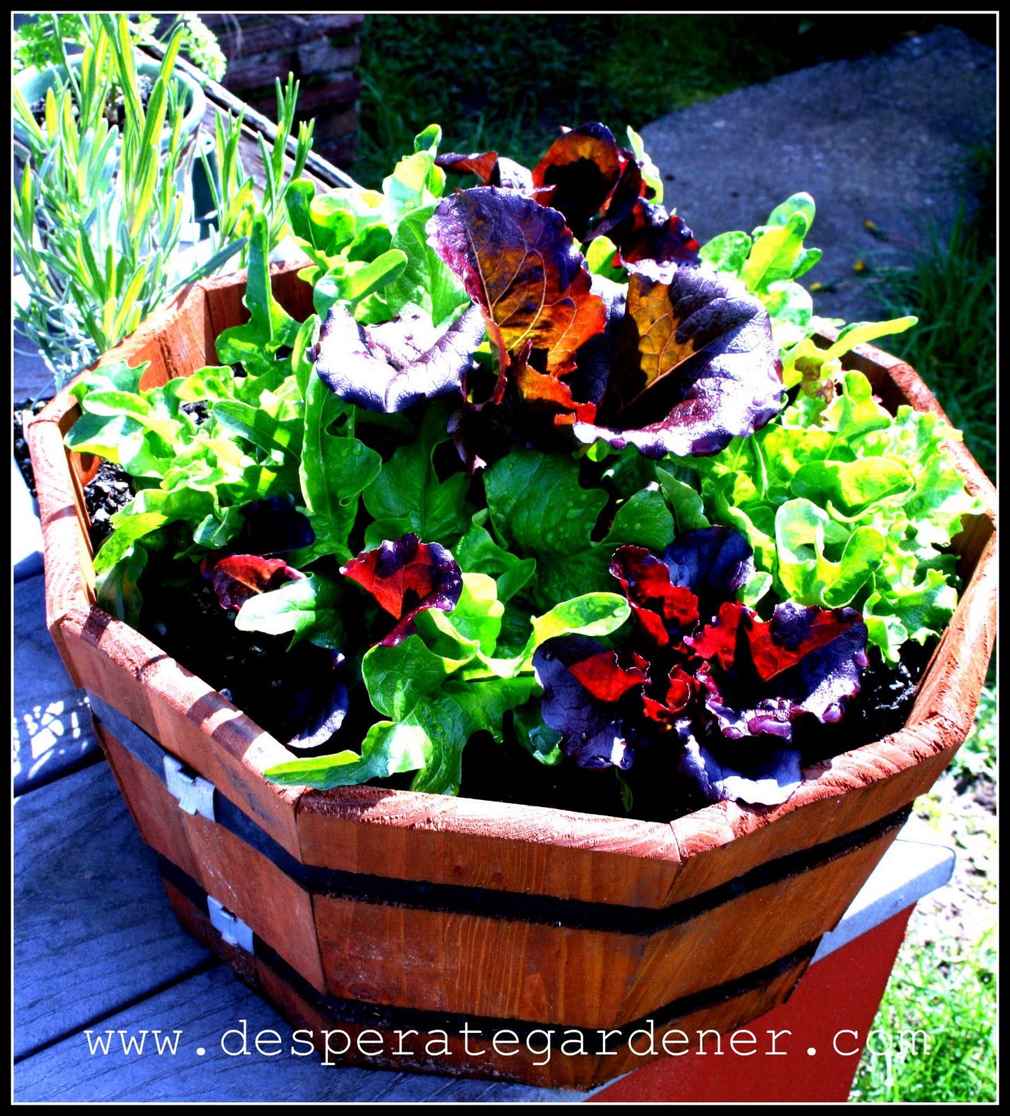 Easy Container Gardening Combining Herbs and Vegetables Desperate Gardener